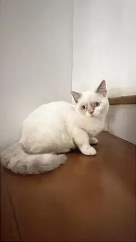 DIJUAL KUCING BSH PUTIH