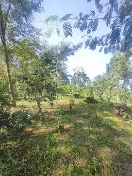 Dijual kebun Exotic utk Homestay di Ijen Bondowoso
