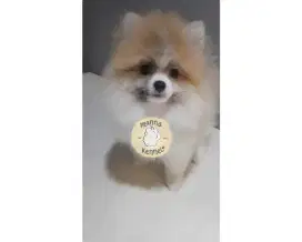 jual anjing minipom jantan berkualitas