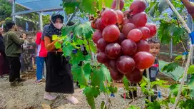 Tanah Kavling Wisata Kebun Anggur Pondok Kayu Ada Kolam Renang Bogor