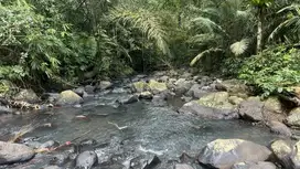 Tanah murah los sungai view jungle cocok untuk villa atau hunian