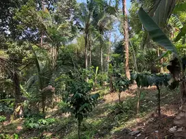 Kebun kopi , durian dan manggis los sungai di tabanan