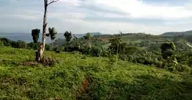 Tanah kebun 10 Ha, SHM, msk mobil cimungkal