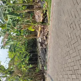 DISEWAKAN LAHAN NOL POROS SAMBIKEREP MANUKAN SURABAYA
