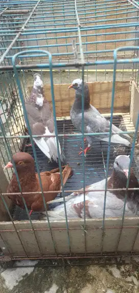 Burung dara perawan dan perjaka