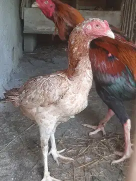 Ayam bangkok betina