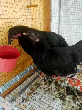 Sepasang black sumatera