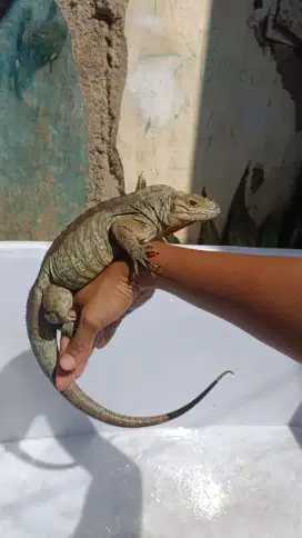 Iguana Rhino iguana rhinoceros