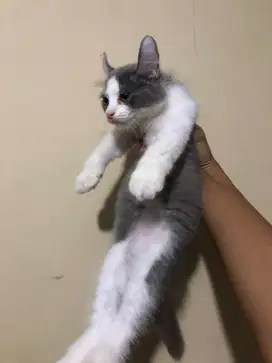 kitten persia 3bulan
