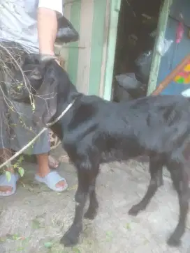 Kambing Qurban 1 Ekor Obral Murah