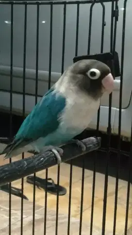 Burung lovebrid