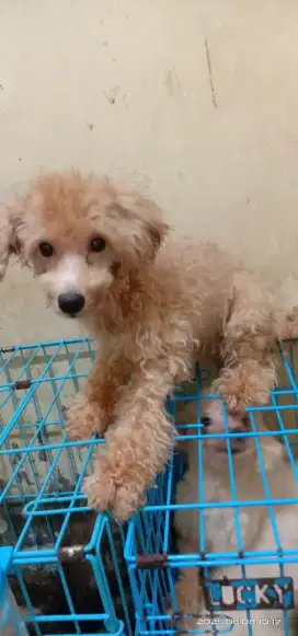 Puppy poodle mix Bichon jantan 5 bulan