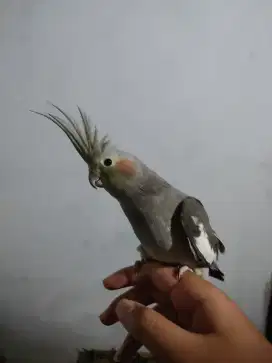 Parkit Australia