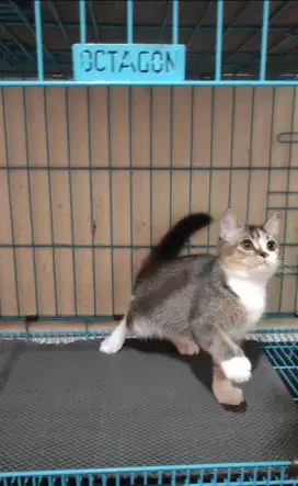 Kitten Scottish Straight / Munchkin Ns / BSH