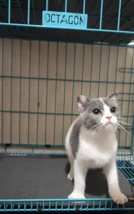 Kitten Scottish Fold / Munchkin NS / SF / BSH