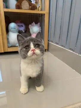 British shorthair bicollour pedigree