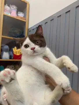 British shorthair bicollour choco