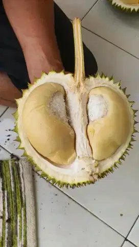 Bibit duren durian ochee duri hitam musangking bawor bandar Lampung