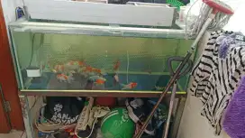 Aquarium dan ikan hias