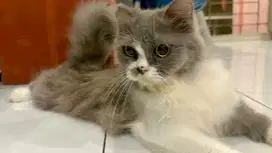 KUCING PERSIA MEDIUM MIX SCOOTISH