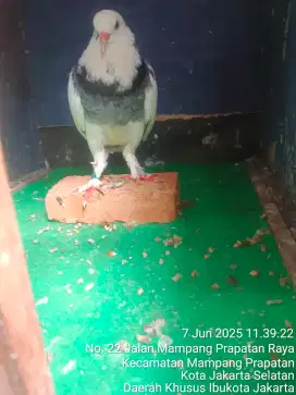 Merpati Bujang jembros