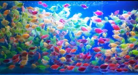 Ikan glofish warna warni