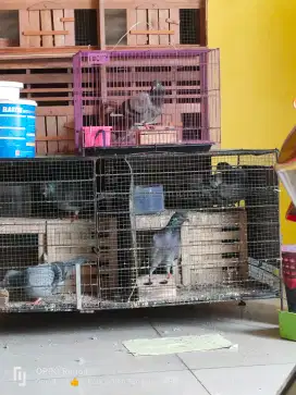 Jual aja nih burung dara satuan boleh pasangan boleh minat japri aja