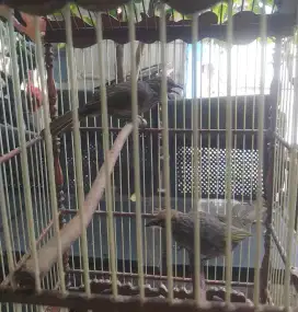 Di jual anakan cucak Rowo