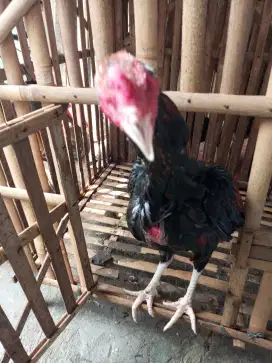 Ayam Birma telor biru