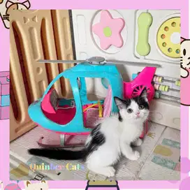 Kucing BSH x Peaknose Betina Black Bicolor hitam putih