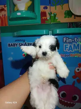 Anak anjing shitzu mix poodle
