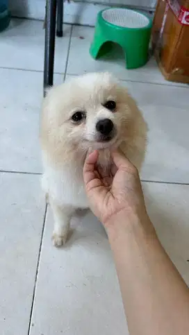Mini pom betina + bayi 4ekor