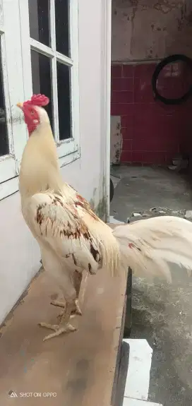 Ayam bangkok pama ninja x plucker