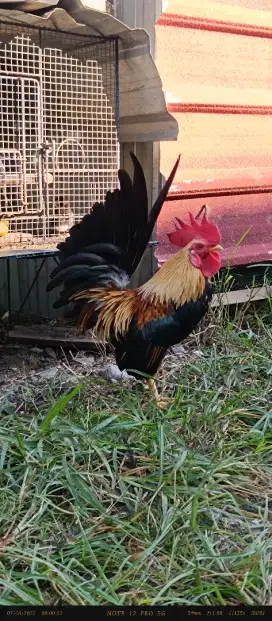 Ayam jagoo kate
