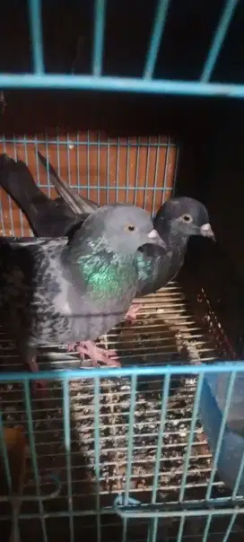 Burung dara sepasang jinak