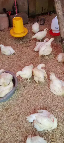 Ayam Potong,Pedaging sayur