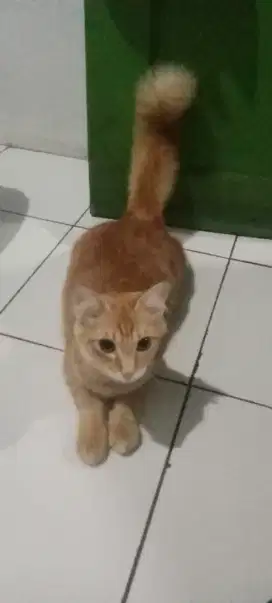 Kucing Cewek Keturunan Anggora