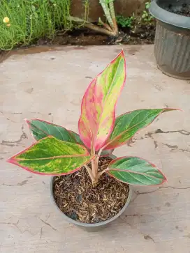 Aglonema Lipstik Aurora