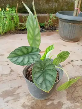 Tanaman Alocasia Dragon Scale