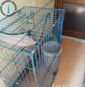 Jual kandang kucing