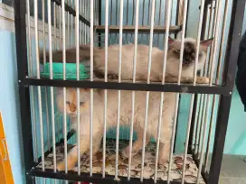 Kucing anggora dan Himalaya