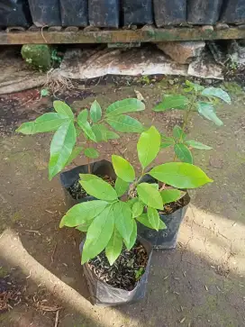 Bibit Tanaman Lengkeng
