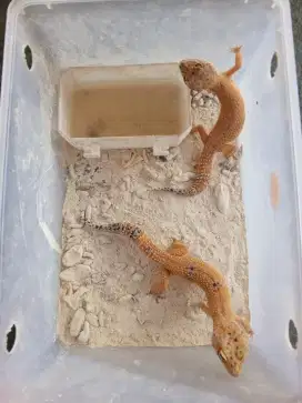 gecko isi 10(tanpa data)