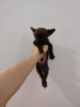 Poodle mix pom pompoo !!! No php