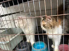 Dijual Murah (Sepasang)