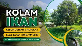 KOLAM IKAN - KEBUN : DURIAN, ALPUKAT DISERTAI YANG LAINYA - ADA SUNGA