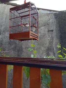 Jual burung kacer gacor