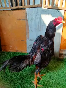 Ayam bangkok jual santai siap Rawat