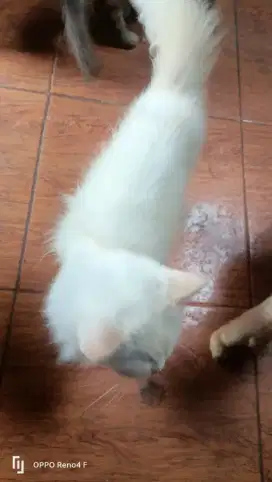 Kucing Persia umur 1 Tahun