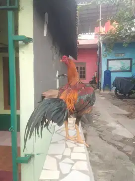 Ayam Bangkok gresh